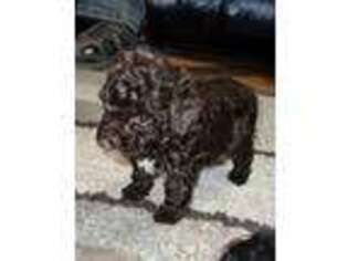 Mutt Puppy for sale in Lovely, KY, USA