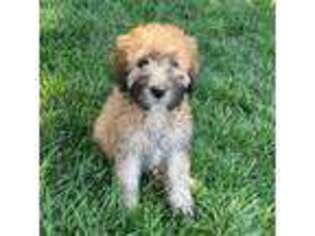Mutt Puppy for sale in Hagerstown, MD, USA
