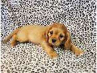 Cavalier King Charles Spaniel Puppy for sale in Marion, SC, USA