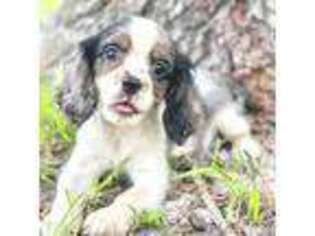 Cavalier King Charles Spaniel Puppy for sale in Orlando, FL, USA