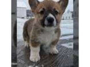 Pembroke Welsh Corgi Puppy for sale in Leominster, MA, USA
