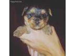 Yorkshire Terrier Puppy for sale in Bassett, VA, USA