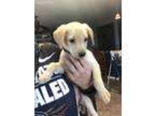Labrador Retriever Puppy for sale in Buckeye, AZ, USA