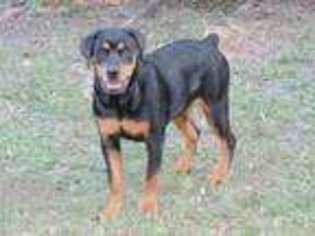 Rottweiler Puppy for sale in Tampa, FL, USA