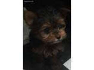Yorkshire Terrier Puppy for sale in Conway, MO, USA