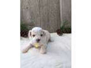 Bichon Frise Puppy for sale in Sullivan, IL, USA