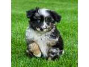 Miniature Australian Shepherd Puppy for sale in Delaware, OH, USA