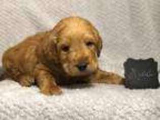 Labradoodle Puppy for sale in Warsaw, IN, USA