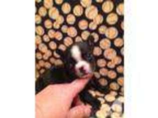 French Bulldog Puppy for sale in WEST RIVER, MD, USA