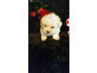 Maltese Puppy for sale in Destin, FL, USA