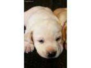 Labrador Retriever Puppy for sale in Mc Veytown, PA, USA