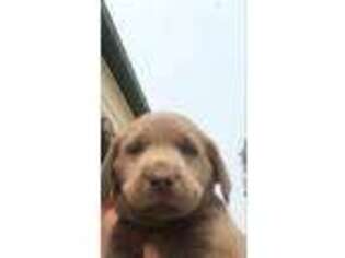 Labrador Retriever Puppy for sale in Rushville, IL, USA