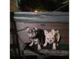 French Bulldog Puppy for sale in Woodstock, GA, USA