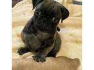 Pug Puppy for sale in Syracuse, NY, USA