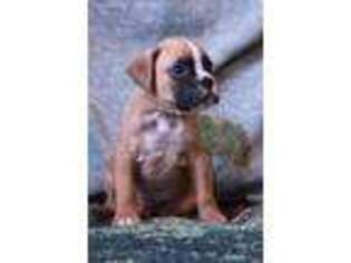 Boxer Puppy for sale in West Liberty, KY, USA