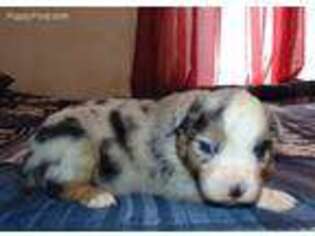 Miniature Australian Shepherd Puppy for sale in Farber, MO, USA