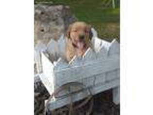 Golden Retriever Puppy for sale in Brighton, MO, USA