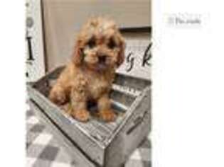 Cavapoo Puppy for sale in Kansas City, MO, USA