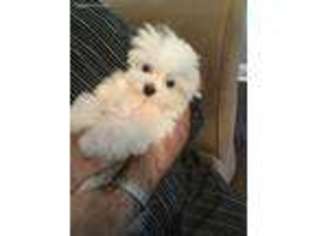 Maltese Puppy for sale in Saint John, IN, USA