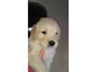 Golden Retriever Puppy for sale in Newton Falls, OH, USA