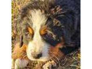 Bernese Mountain Dog Puppy for sale in Indianola, IA, USA