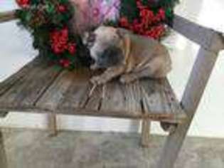 French Bulldog Puppy for sale in Lerna, IL, USA