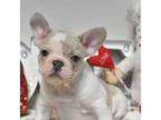 French Bulldog Puppy for sale in Gonzales, LA, USA