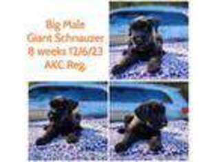 Mutt Puppy for sale in Vidalia, GA, USA