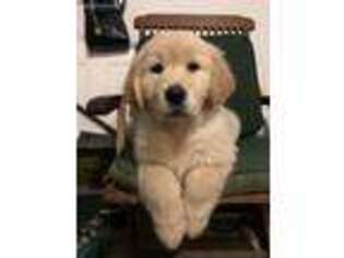 Golden Retriever Puppy for sale in Conklin, NY, USA