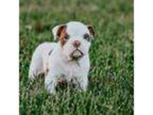 Olde English Bulldogge Puppy for sale in Lucas, OH, USA