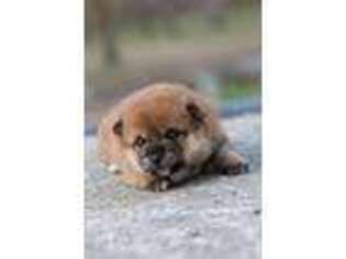 Shiba Inu Puppy for sale in Arcola, IL, USA