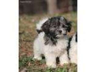 Shih-Poo Puppy for sale in Cedar Springs, MI, USA