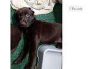 Labrador Retriever Puppy for sale in Jacksonville, FL, USA