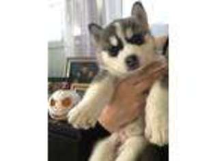 Siberian Husky Puppy for sale in San Leandro, CA, USA
