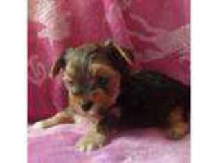 Yorkshire Terrier Puppy for sale in Colton, OR, USA