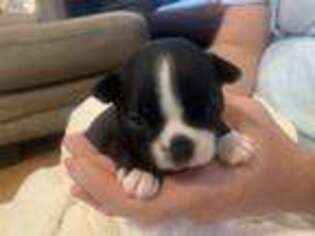 Boston Terrier Puppy for sale in Arlington, TX, USA