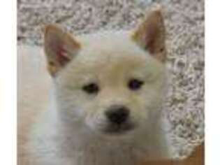 Shiba Inu Puppy for sale in Niangua, MO, USA