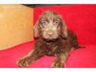 Labradoodle Puppy for sale in Sallisaw, OK, USA