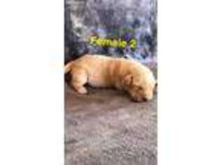 Labrador Retriever Puppy for sale in Martinsville, VA, USA