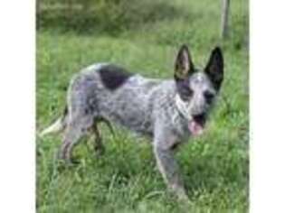 Australian Cattle Dog Puppy for sale in Tazewell, TN, USA