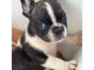 French Bulldog Puppy for sale in Hillside, NJ, USA