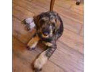 Mutt Puppy for sale in Cloverdale, OH, USA