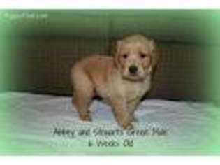 Golden Retriever Puppy for sale in Dinwiddie, VA, USA