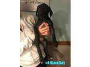 Great Dane Puppy for sale in Monroe, OH, USA