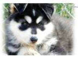 Wolf Hybrid Puppy for sale in Las Vegas, NV, USA