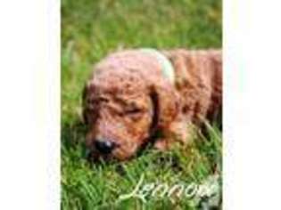 Mutt Puppy for sale in GRIFFITHSVILLE, WV, USA