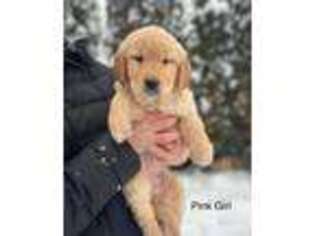 Golden Retriever Puppy for sale in Colbert, WA, USA