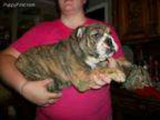 Bulldog Puppy for sale in Poplarville, MS, USA