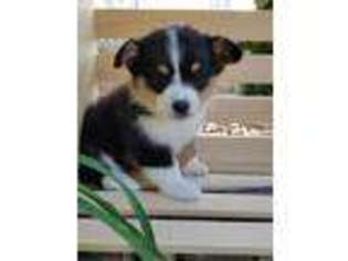Pembroke Welsh Corgi Puppy for sale in Ozark, AR, USA