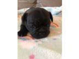 French Bulldog Puppy for sale in Banning, CA, USA